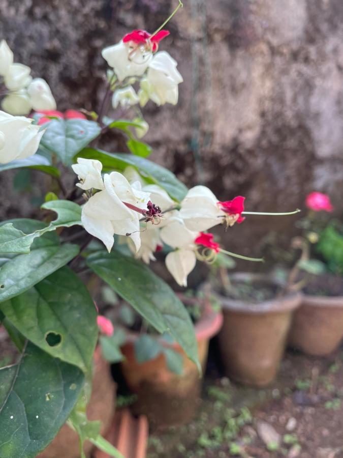 Sandev Homestay Madikeri Exterior photo
